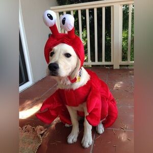 Spooky Night Dog Costume Size Small Pre Owned